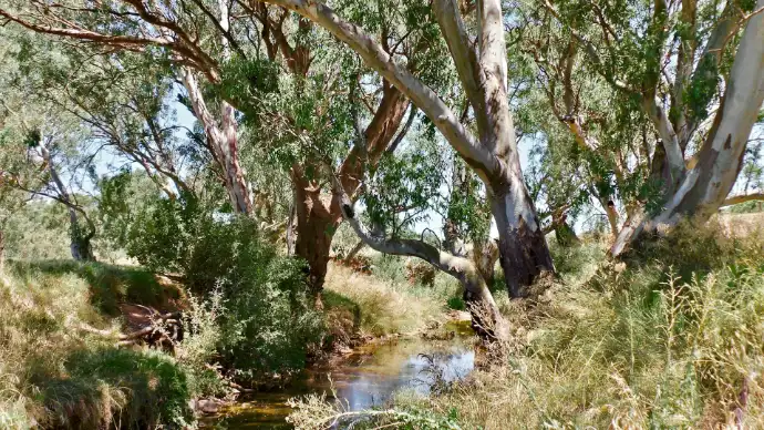 Natural bushland boundary requiring undergrowth thinning and fire-break maintenance